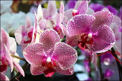 Spécialité de l'Aveyron, très appréciée au moment de l'apéritif !