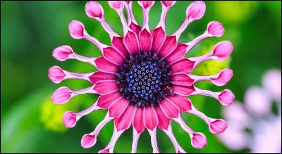 Appareil utilisé pour souffler de la fumée sur certaines plantes attaquées par des insectes nuisibles !