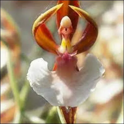 Pain cuit sous la cendre !