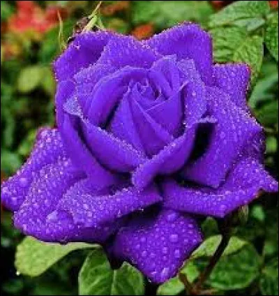 Mammifère carnivore de Madagascar !