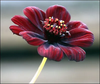 Action de marquer les boeufs au fer rouge !