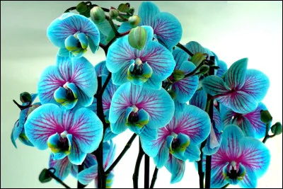 Tonneau dont la contenance varie, suivant les régions, de 114 à 136 litres !