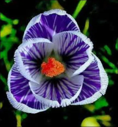 Herbe fourragère très commune dans les prés !