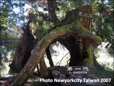 Quelle est cette île en T couverte de montagne et de forêts, elle est située dans la ceinture de feu de l'océan Pacifique ?