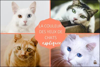 Et quelle est ta couleur pr&eacute;f&eacute;r&eacute;e pour les yeux d'un chat ?