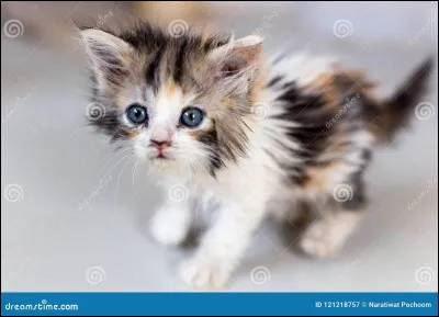 Quel nom pr&eacute;f&egrave;res-tu ?