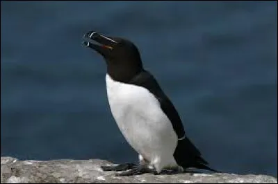 Est-ce que le Petit Pingouin peut voler ?