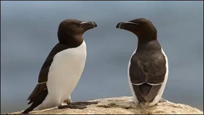 Où vivent principalement les pingouins ?