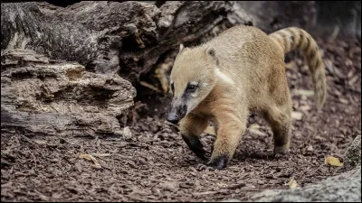 Autre mammifère arboricole, reconnaissez-vous cet animal ?