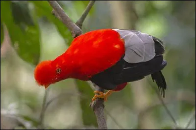De quoi est fait le nid des coqs-de-roche péruviens ?