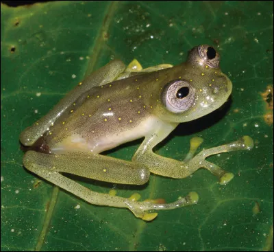 Quelle est la particularité physique de cette grenouille ?