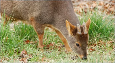 Comment s'appelle ce cervidé présent dans les yungas andins ?
