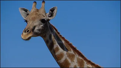 Comment met-on une girafe dans un frigo ?