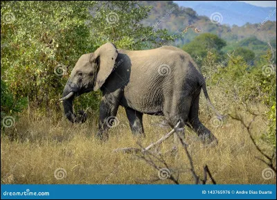 Comment met-on un éléphant dans un frigo ?