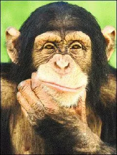 Quel pourcentage de gnes sont communs  l'homme et au chimpanz ?