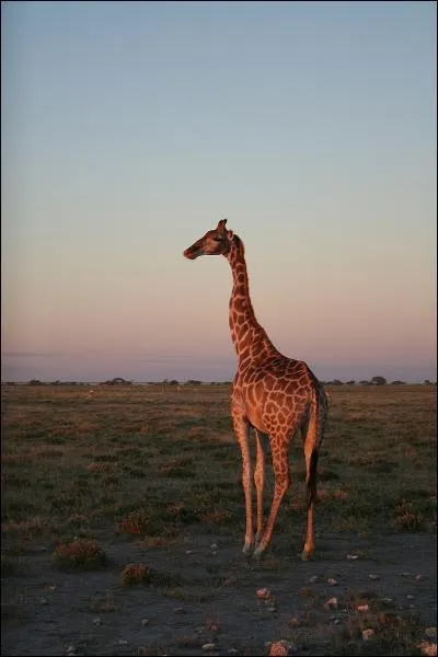 Quel est le cri de la girafe ?