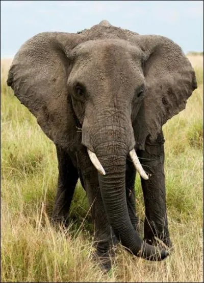 Sur quelle partie de son corps un lphant a-t-il le plus de poils ?