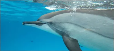 Le dauphin est incapable de respirer sous l'eau.