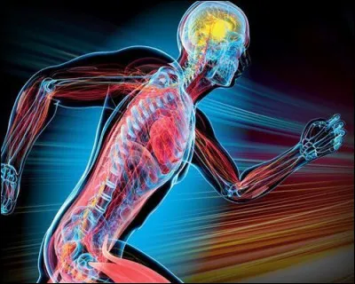 Un indice de masse corporelle de 30 correspond à une maigreur extrême.