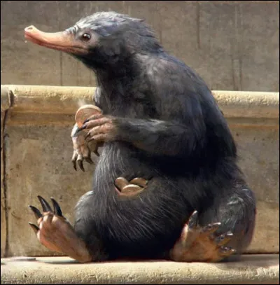 Les niffleurs sont attirés par...