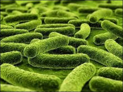 Qui est connu pour être l'un des fondateurs de la bactériologie ?