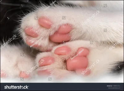 Quel est le nom de ce qui se trouve sous les pattes de nos petits félins ?