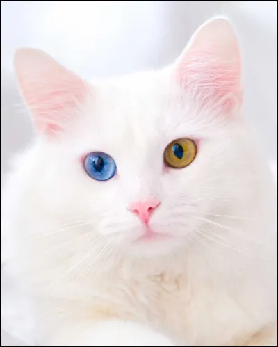 Quel est le nom de cette espèce de chats ?