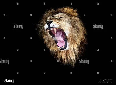 Quel est le cri du lion ?