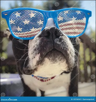 Comment dit-on ''chien'' en anglais ?