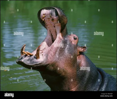 Dis le nom de cet animal !