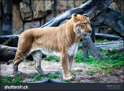 Un plus dur, c'est...