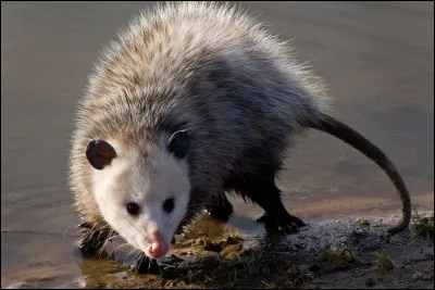 Et enfin, quel est celui-là ?