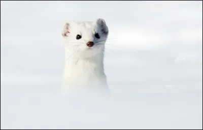 Le pelage de l'hermine devient blanc lhiver, sauf quelle partie de son corps ?