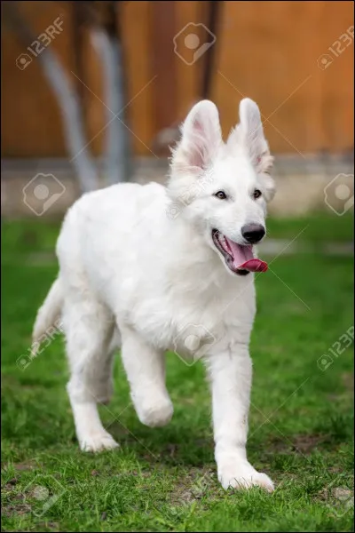 Quelle est cette race de chien ?