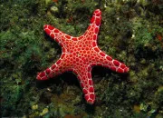 Quiz L'toile de mer