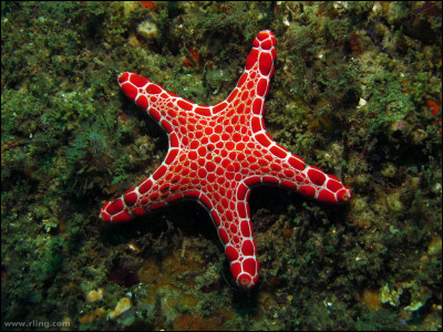 Quel est le nom scientifique de l'étoile de mer ?