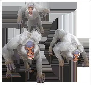 Pelagus  la fourrure entirement blanche, il se dplace en meute dirig par un Alpha :