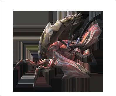 Petit Carapaceon  la carapace extrmement dure, sa cervelle est rpute comme tant un met dlicat :