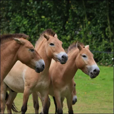 Quand un cheval a les oreilles légèrement couchées vers l'arrière c'est qu'il est...