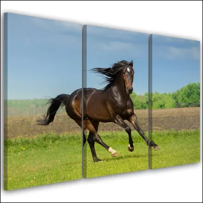 Le corps du cheval est divisé en 3 parties. Lesquelles ?