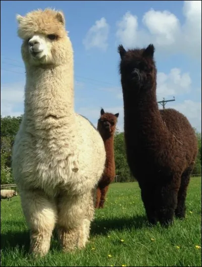 Aimes-tu les alpagas ?