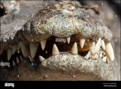 Quel est l'animal qui a le plus de dents ?