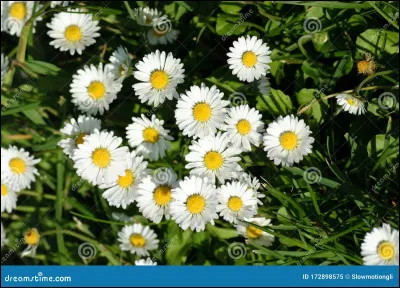 Quelles sont ces fleurs ?