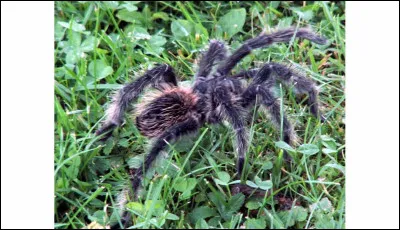 Comme vous le savez sans doute, il y a des mygales en France métropolitaine !
