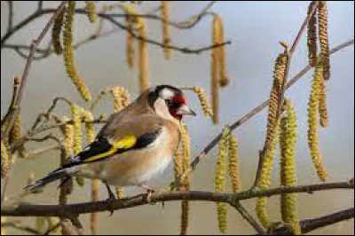 Celui-ci ne devrait pas vous échapper !