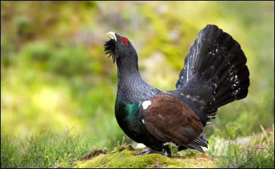 C'est dans le Jura et les Pyrénées qu'il y a une faible chance de le voir !