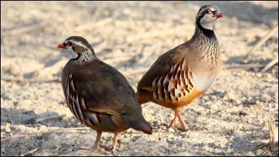 Cet animal vit dans le Sud de la France, qui est-il ?