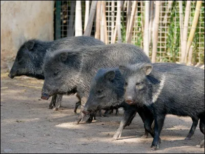 Il n'y a jamais eu autant de sangliers en France et en Europe, comme ceux de la photo !