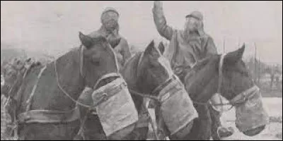Les chevaux, ''outil'' indispensable durant les guerres, tout au moins jusqu'à la Première Guerre mondiale. Victimes involontaires des intérêts des peuples, les équidés étaient utilisés comme montures ou comme bêtes de trait pour tirer canons et autres chariots d'intendance. Durant la Première Guerre mondiale combien de chevaux périrent ?