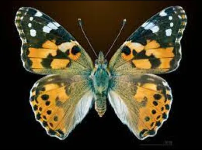 Parmi les insectes la ''belle dame'' est le papillon qui effectue la migration la plus longue de l'Afrique à l'Islande, sur quelle distance ?